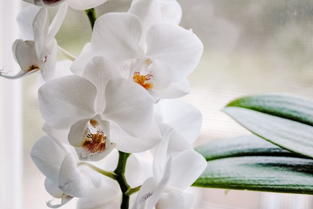 tipos de orquídea do mato